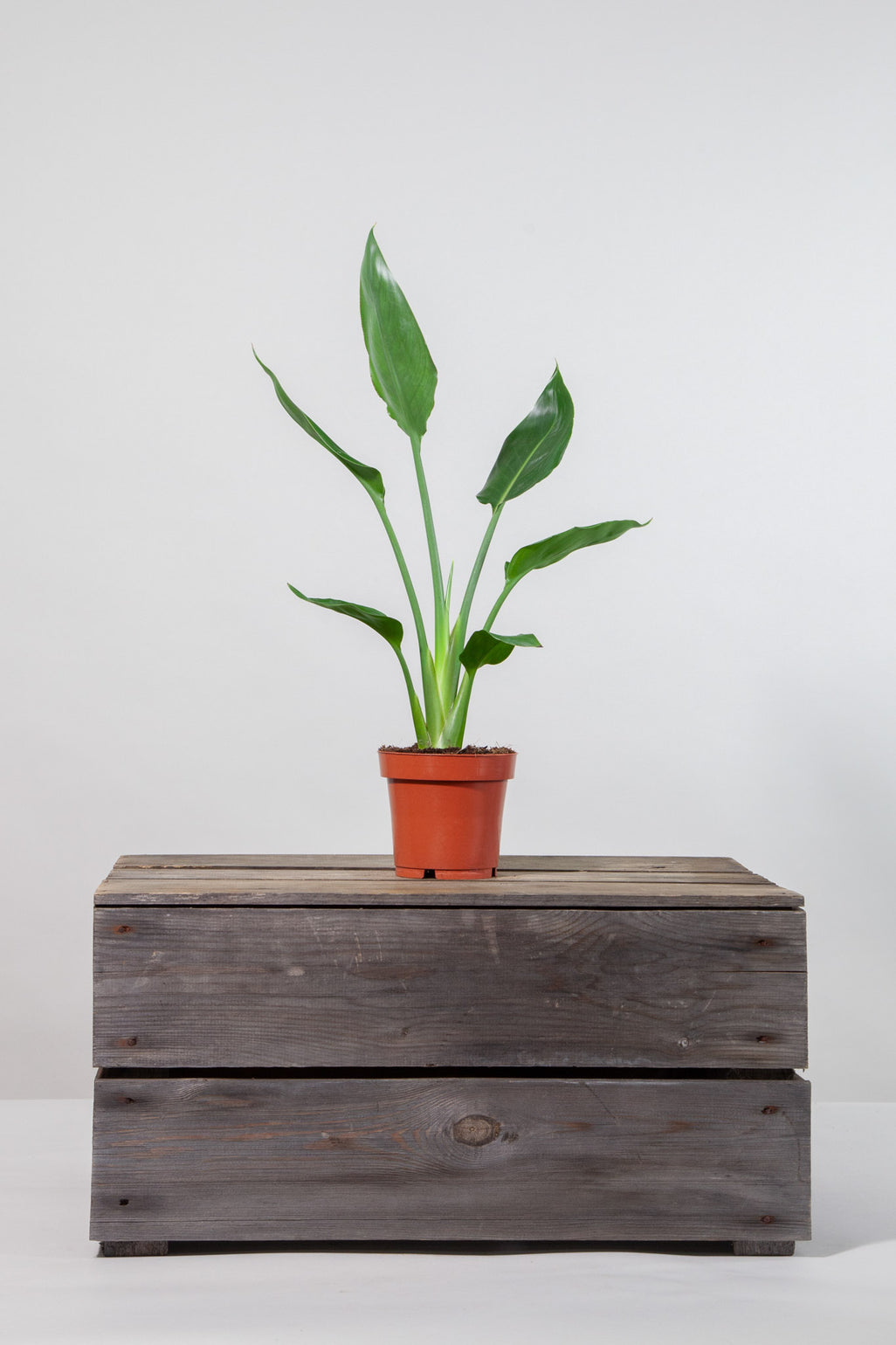 files/IndoorPlants-StudioShots13.11.2023-692.jpg